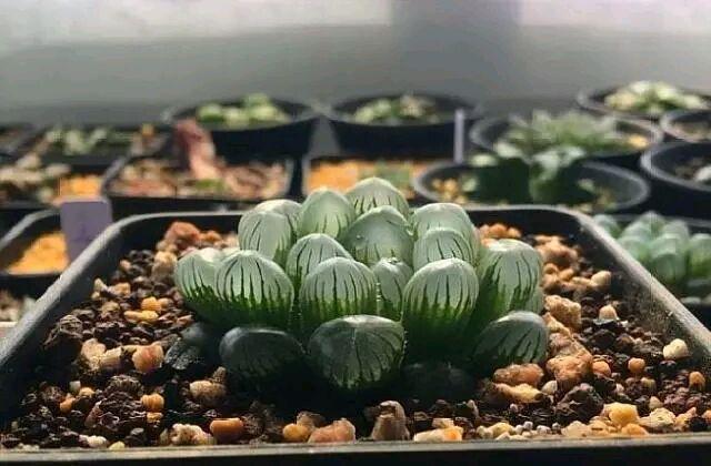 室內(nèi)環(huán)境怎樣才能養(yǎng)好多肉植物？ 