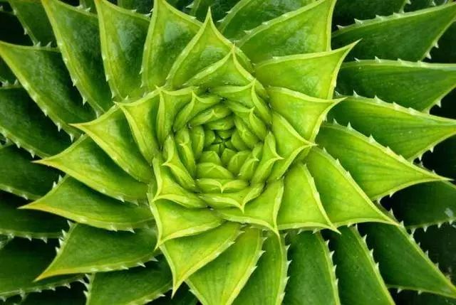 有“2種”植物，再貴也要養(yǎng)1盆，能讓白發(fā)變“黑發(fā)”，還能除甲醛